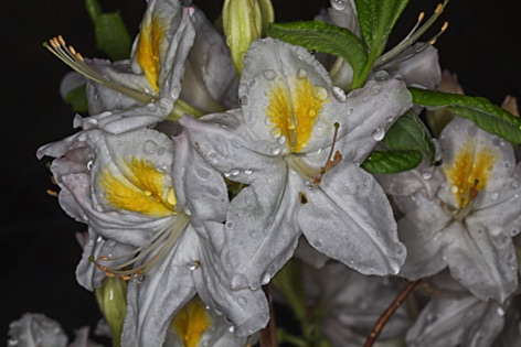 Azalea